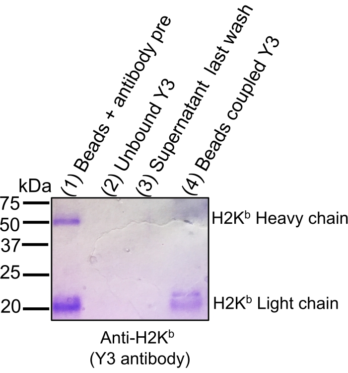 figure-results-2 Electrophoresis result; Anti-H2Kb binding; protein gel with heavy, light chains; kDa markers visible.