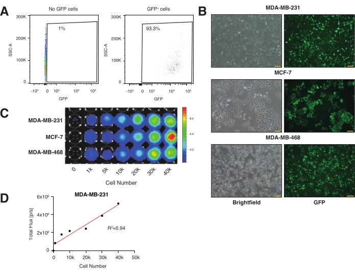 Flow cytometry and GFP analysis in cancer cells; diagrams, graphs, cell imaging, and quantification.