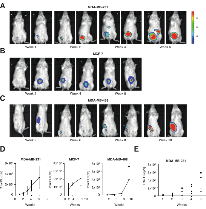 Monitoring Breast Cancer Growth and Metastatic Colony Formation in Mice ...
