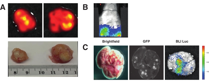 Fluorescence imaging comparison; tumor, brightfield, GFP, bioluminescence; oncology study.