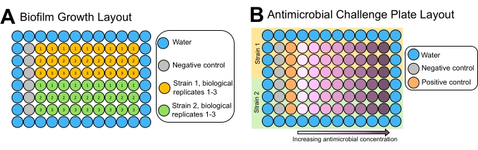 figure-results-2 Biofilm growth and antimicrobial challenge plate layouts, diagram illustrating experimental setup.