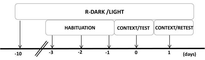 Timeline diagram of experimental phases: R-DARK/LIGHT, habituation, test, retest over days.