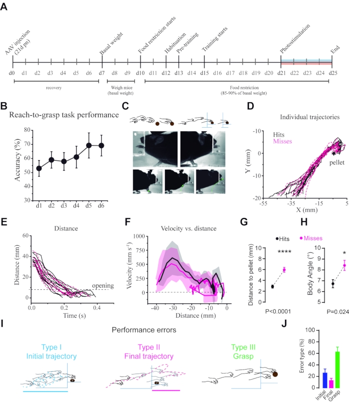 In Vivo Wireless Optogenetic Control of Skilled Motor Behavior