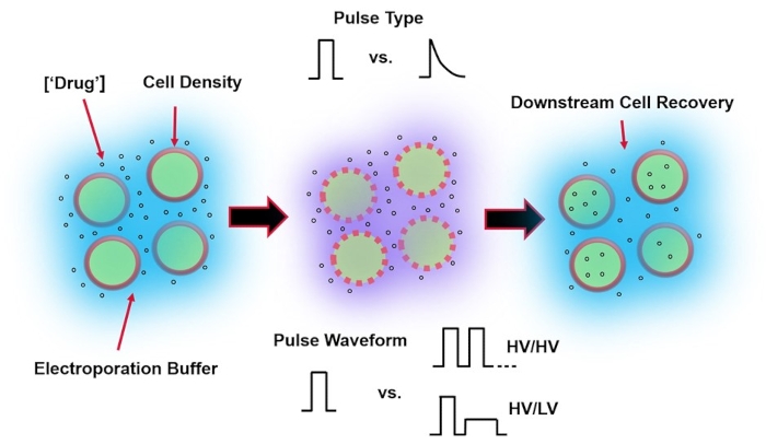 figure-introduction-1 Electroporation diagram of cell drug delivery; pulse types/waveforms influencing cell recovery.