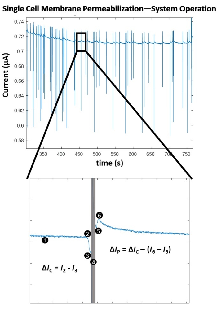 Single cell membrane permeabilization diagram; current vs. time graph with ΔIP=ΔIC-(I6-I5) formula.