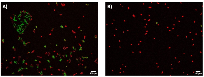 Fluorescence microscopy images; A) Cellular interaction analysis; B) Cellular dissociation observed.