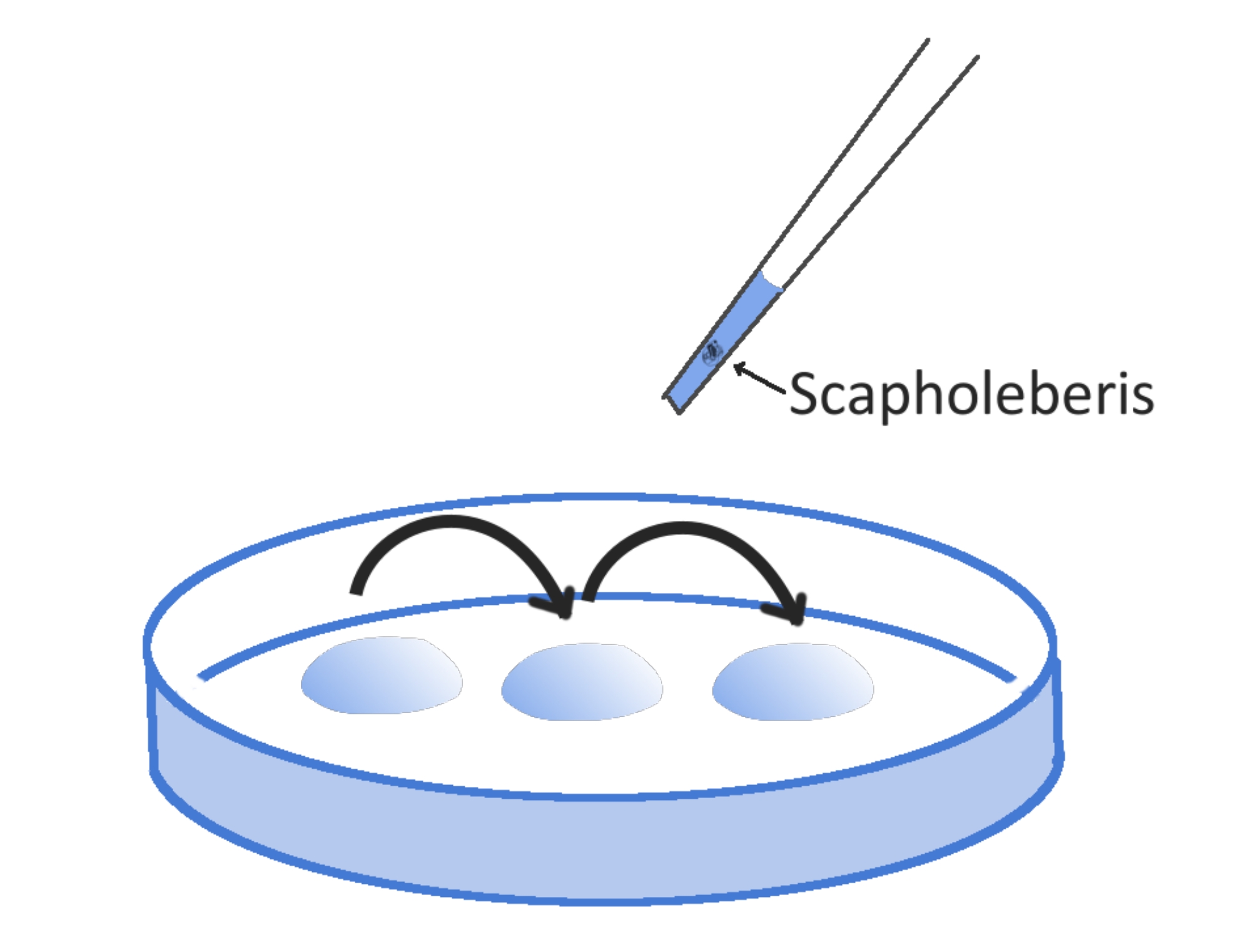 Measuring Photophysiology of Attached Stage of Colacium sp. by a ...
