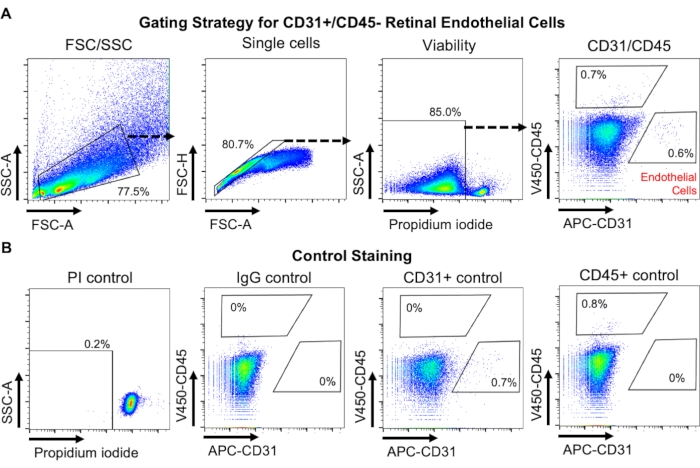 figure-results-1 Flow cytometry gating strategy for CD31+/CD45- retinal endothelial cells; dot plots with controls.