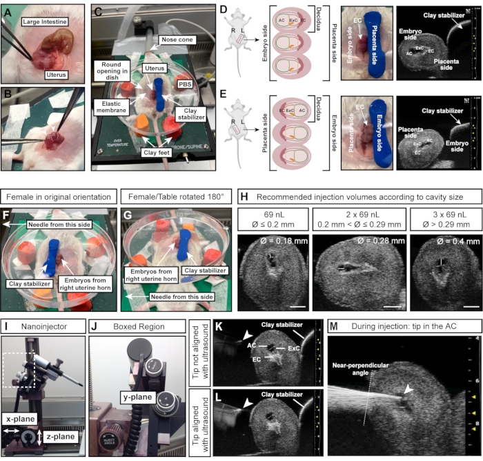 figure-protocol-4 Embryo injection setup with clay stabilizer, ultrasound guidance, nano-injector alignment, volume guide.