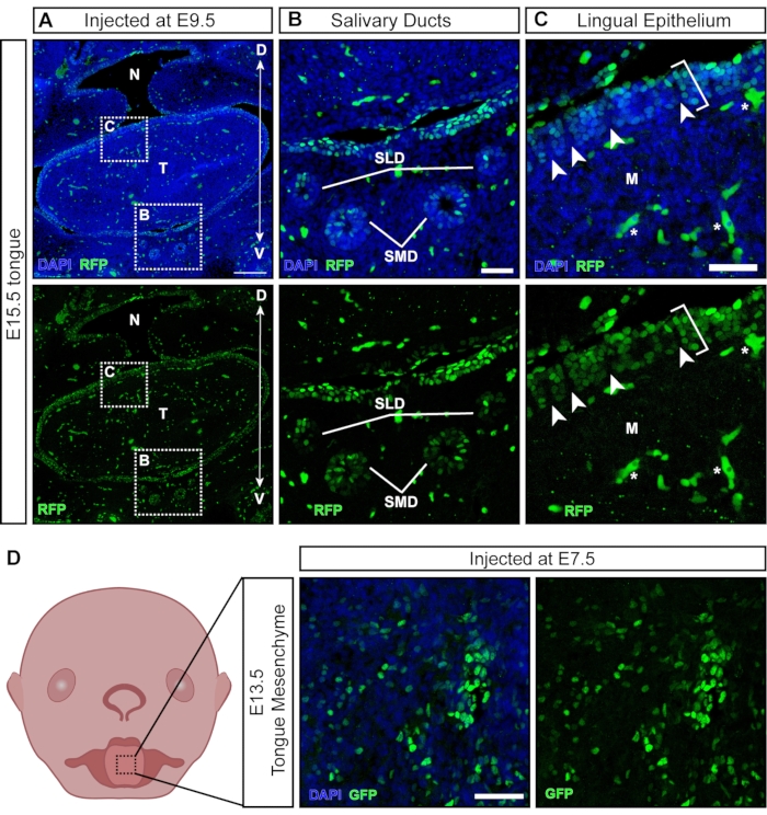 figure-results-2 Fluorescence microscopy diagram showing embryonic tongue salivary ducts, lingual epithelium, DAPI stain.