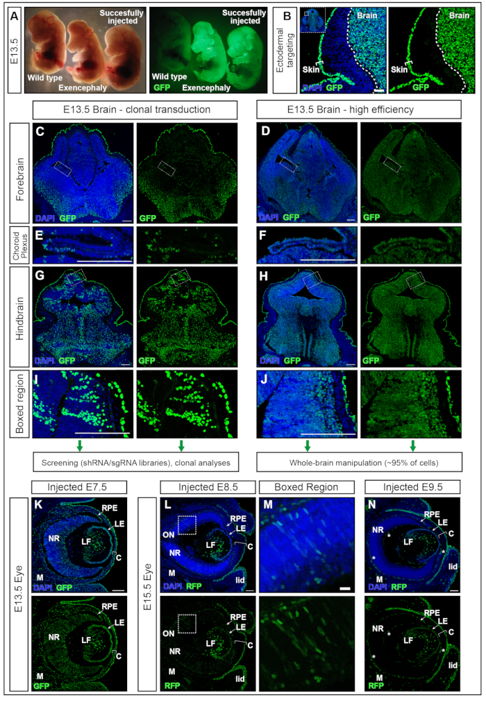 figure-results-1 E13.5 brain GFP transduction, clonal vs high-efficiency, microscopy images for genetic screening analysis.