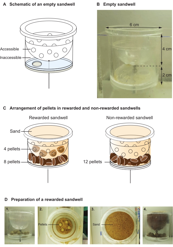 Schematic, diagram, and photos of sandwell setup for pellet reward experiment.