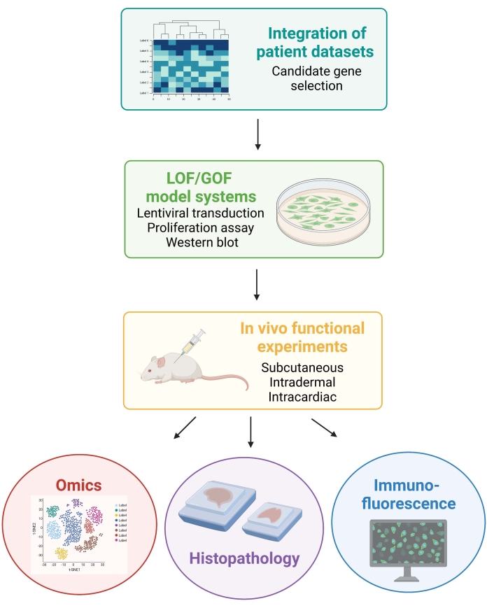 Integration of patient datasets diagram; LOF/GOF models; in vivo experiments; omics, histo, immuno.