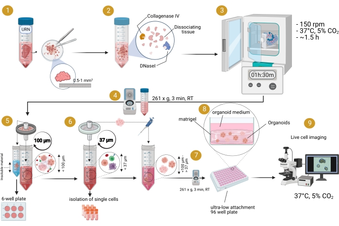 Organoid Culture Of Bladder Urothelium In Vitro