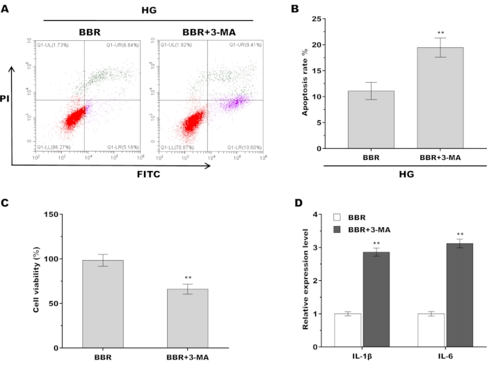 figure-results-6 Flow cytometry, FITC vs. PI, apoptosis, cell viability, gene expression, graphs, BBR+3-MA experiment.