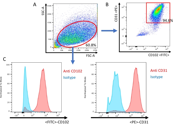 figure-results-3 Flow cytometry analysis; scatter plots and histograms; cell population identification; antibody staining.