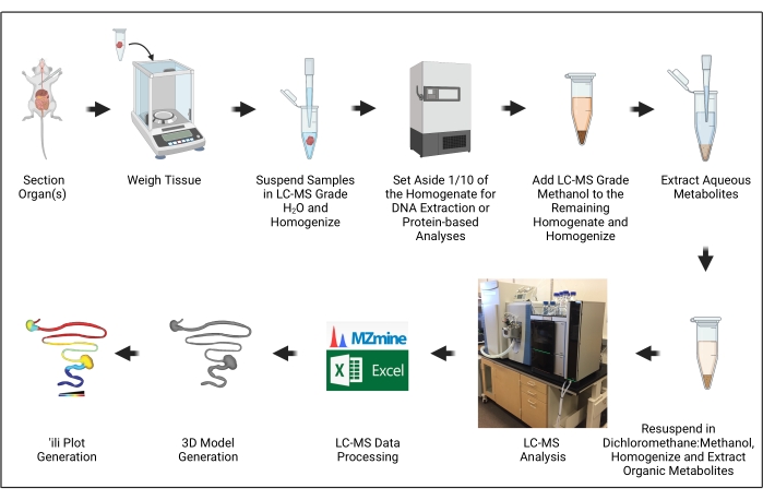 LC-MS analysis workflow diagram; tissue homogenization, DNA extraction, metabolite processing steps.