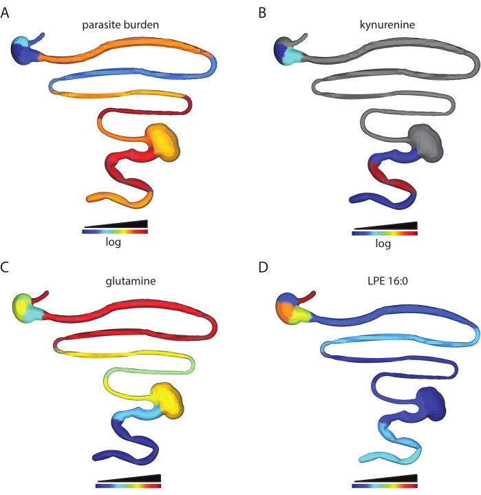 Metabolite distribution in gut; log scale heatmap, parasite burden to LPE 16:0, diagram.