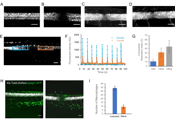 Fluorescence imaging and macrophage analysis in neural tissues; rostral vs caudal activity graph.