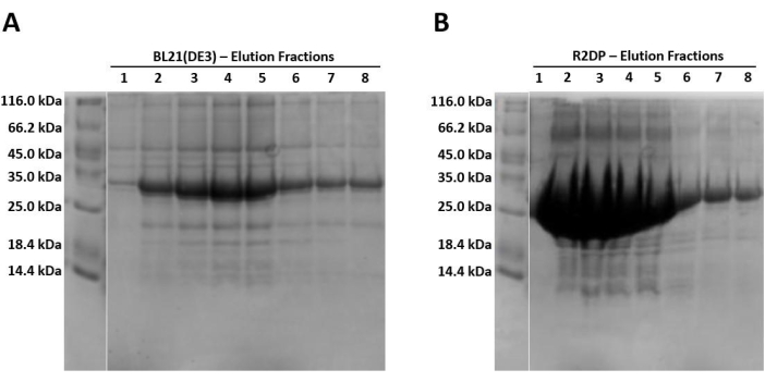 SDS-PAGE gel electrophoresis results, protein elution, BL21(DE3) vs. R2DP, molecular weights.