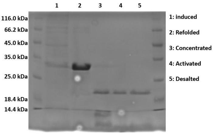 SDS-PAGE results, protein purification stages, lanes labeled induced, refolded, concentrated, activated.