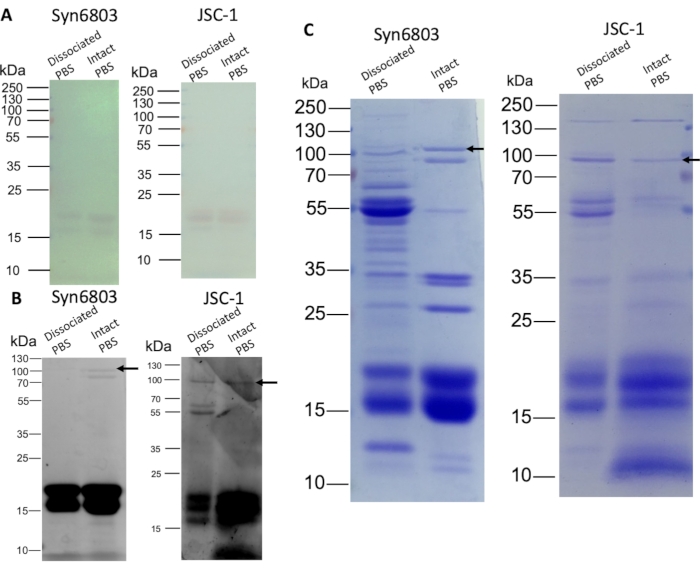 figure-results-3