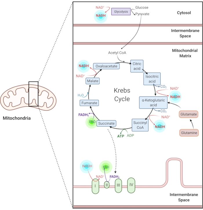 figure-introduction-1 Krebs cycle diagram in mitochondria, showing NADH, FADH2, ATP synthesis, electron transport chain.