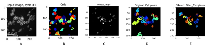 Cell segmentation process, diagram, showing input image, cell coloring, nucleus detection, cytoplasm filtering.