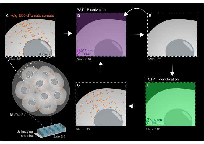 Fluorescence microscopy diagram showing PST-1P activation and deactivation via 405 nm and 514 nm lasers.