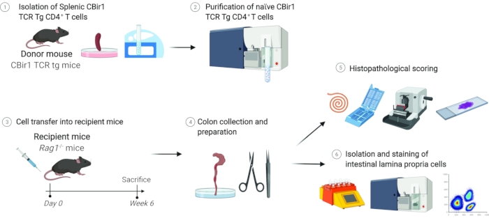 Splenic T cell isolation and transfer process: diagram of purification, histopathology, cell staining.