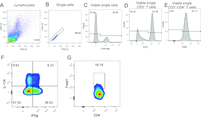 Flow cytometry analysis; lymphocytes; single cells; CD3+ CD4+ T cells; IL-17A; IFNg; gating diagram.