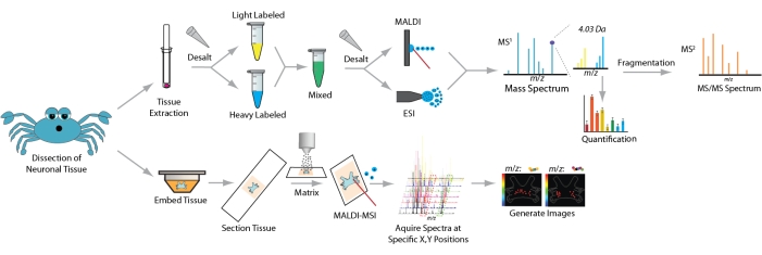 Neuronal tissue dissection, MALDI-MS diagram; mass spectra, quantification, image generation.