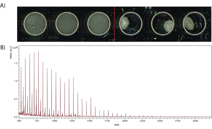 Chromatography process; mass spectrometry graph analyzing protein samples; data visualization.