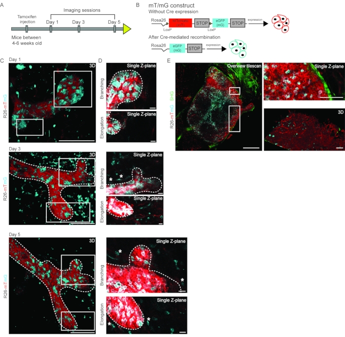 figure-results-1 Mouse neuronal imaging, Cre-lox recombination, mT/mG construct, confocal microscopy, developmental stages.