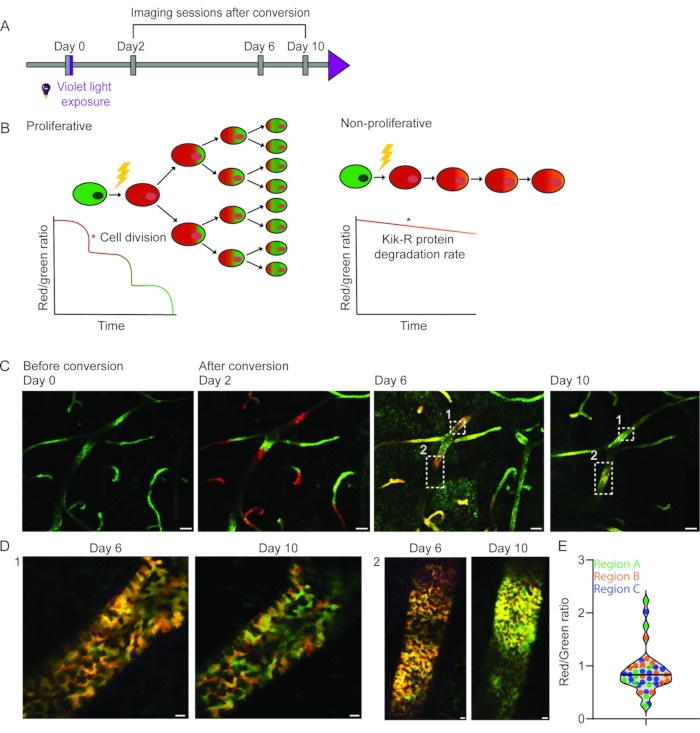 figure-results-3 Cell division analysis, red/green ratio, protein degradation; diagram, microscopy, graph timeline.