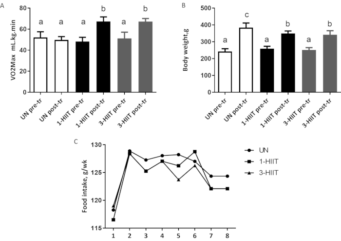 VO2Max, body weight, and food intake graphs; analyze HIIT workout effects on rats.