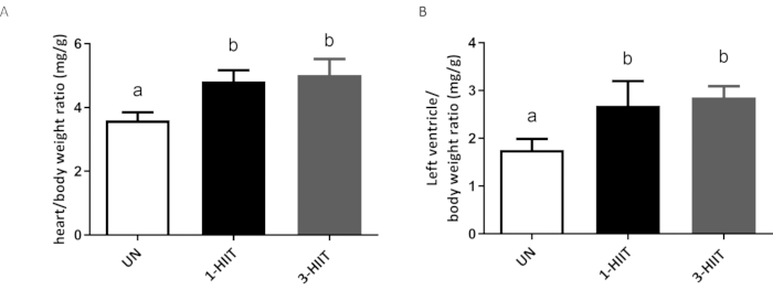 heart/body weight ratio, left ventricle/body weight ratio bar charts; exercise impact analysis