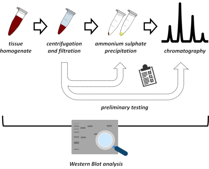 figure-introduction-1 Protein purification process diagram: centrifugation, precipitation, chromatography, Western blot analysis.