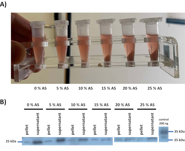 Protein purification via ammonium sulfate (AS) precipitation; centrifuge vials and SDS-PAGE results.