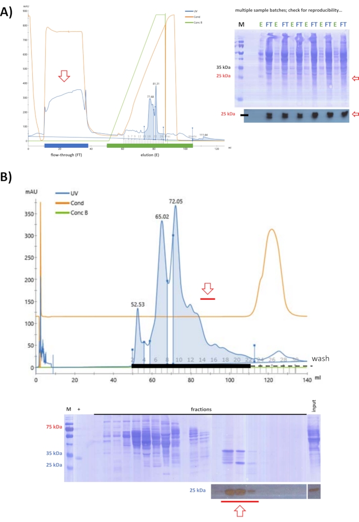 Protein purification process; column chromatography and SDS-PAGE results; UV absorbance, elution peaks.