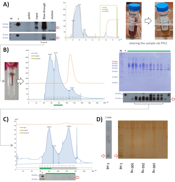 Protein purification via FPLC; SDS-PAGE results; chromatography graphs; sample clearing process.