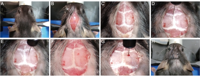 Wound healing process in animal model; dermal regeneration analysis; experimental study sequence.