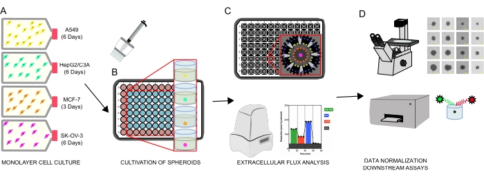 Monolayer cell culture diagram; spheroid cultivation; extracellular flux analysis; data assays.