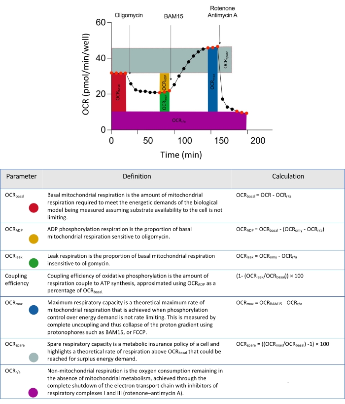 Mitochondrial respiration analysis; OCR vs time graph; parameters table; oxidative phosphorylation study.