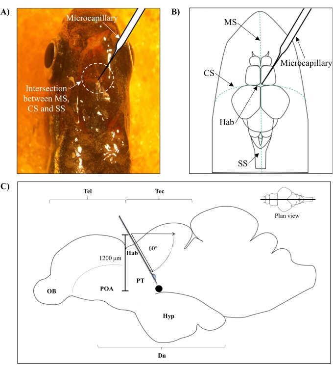 Microcapillary technique diagram for neural study in insects; anatomical sections, insertion angles.