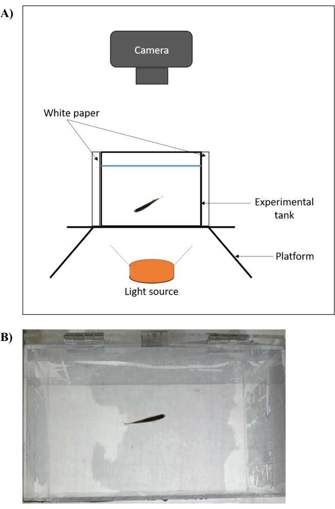 Experimental setup diagram for fish motion study: camera, tank, light source platform.
