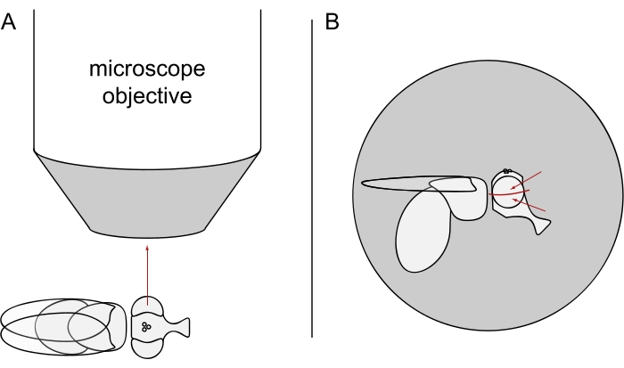 figure-protocol-2 figure-protocol-2