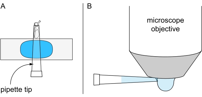 figure-protocol-6 figure-protocol-6