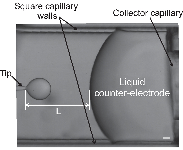 figure-protocol-8 Capillary setup for liquid counter-electrode process, featuring square capillary walls and collector.