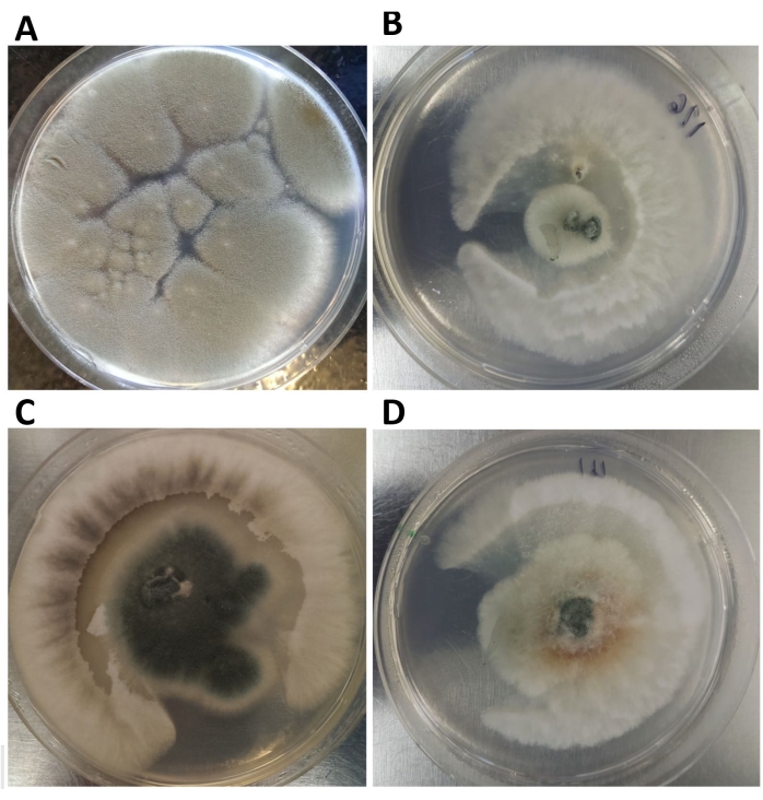Fungal growth comparison in petri dishes (A-D); microbial observation experiment.